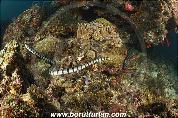 Triton bay, Papua, Indonesia, Laticauda colubrina, Laticauda, Elapidae, Reptilia, Reptilian, Banded Sea Snake, Banded sea krait, Snake, Reef