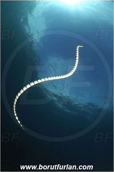 Triton bay, Papua, Indonesia, Laticauda colubrina, Laticauda, Elapidae, Reptilia, Reptilian, Banded Sea Snake, Banded sea krait, Snake
