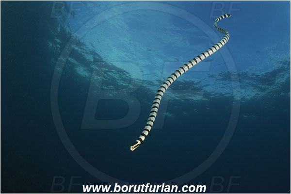 Triton bay, Papua, Indonesia, Laticauda colubrina, Laticauda, Elapidae, Reptilia, Reptilian, Banded Sea Snake, Banded sea krait, Snake
