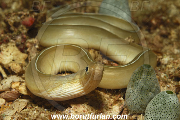 Triton bay, Papua, Indonesia, Pseudechidna brummeri, Pseudechidna, Muraenidae, White ribbon eel, Moray, Fish