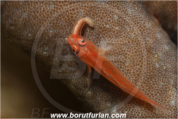 Triton bay, Papua, Indonesia, Trimma sp., Trimma, Goby, Gobiidae, Fish, Feeding, Worm