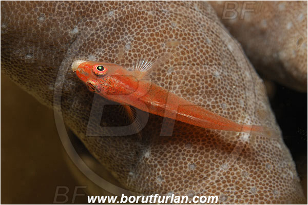 Triton bay, Papua, Indonesia, Trimma sp., Trimma, Goby, Gobiidae, Fish, Feeding