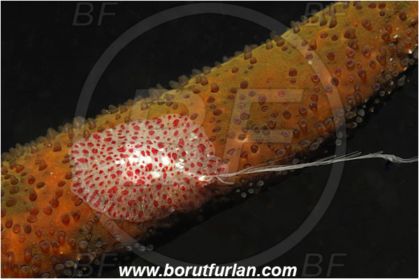 Triton bay, Papua, Indonesia, Coeloplana sp., Coeloplana, Coeloplanidae, Tentaculata, Ctenophora, Comb Jelly