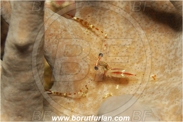 Triton bay, Papua, Indonesia, Cuapetes lacertae, Cuapetes, Spotted-Arm Cuapetes Shrimp, Palaemonidae, Decapoda, Shrimp, Crustacea, Crustacean