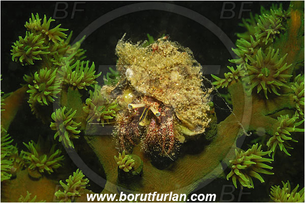 Triton bay, Papua, Indonesia, Dardanus sp., Dardanus, Diogenidae, Crustacea, Crustacean, Hermit Crab, Crab