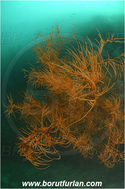 Triton bay, Papua, Indonesia, Antipathes sp., Antipathes, Antipathidae, Anthozoa, Cnidaria, Cnidarian, Black coral, Coral, Reef