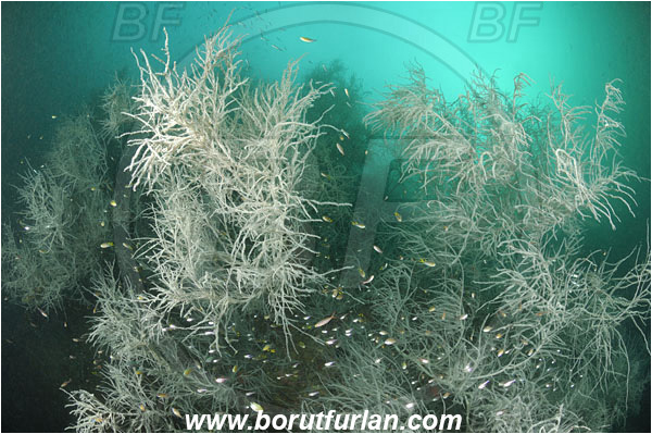 Triton bay, Papua, Indonesia, Antipathes sp., Antipathes, Antipathidae, Anthozoa, Cnidaria, Cnidarian, Black coral, Coral, Reef