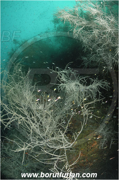 Triton bay, Papua, Indonesia, Antipathes sp., Antipathes, Antipathidae, Anthozoa, Cnidaria, Cnidarian, Black coral, Coral, Reef