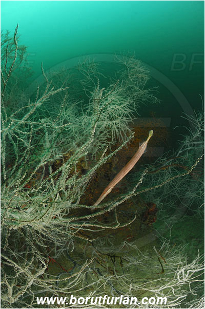Triton bay, Papua, Indonesia, Aulostomus chinensis, Aulostomus, Aulostomidae, Chinese trumpetfish, Trumpetfish, Fish, Antipathes sp., Antipathes, Antipathidae, Anthozoa, Cnidaria, Cnidarian, Black coral, Coral, Reef