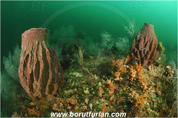 Triton bay, Papua, Indonesia, Antipathes sp., Antipathes, Antipathidae, Anthozoa, Cnidaria, Cnidarian, Black coral, Coral, Reef, Xestospongia testudinaria, Xestospongia, Petrosiidae, Red Barrel Sponge, Sponge, Porifera