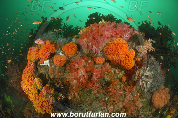 Triton bay, Papua, Indonesia, Tubastraea faulkneri, Tubastraea, Dendrophylliidae, Sun coral, Cup coral, Dendronephthya sp., Dendronephthya, Nephtheidae, Soft coral, Coral, Anthozoa, Cnidaria, Cnidarian, Reef