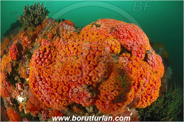 Triton bay, Papua, Indonesia, Tubastraea faulkneri, Tubastraea, Dendrophylliidae, Sun coral, Cup coral, Coral, Anthozoa, Cnidaria, Cnidarian, Reef