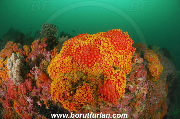 Triton bay, Papua, Indonesia, Tubastraea faulkneri, Tubastraea, Dendrophylliidae, Sun coral, Cup coral, Coral, Anthozoa, Cnidaria, Cnidarian, Reef