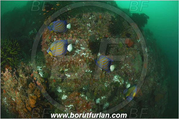 Triton bay, Papua, Indonesia, Pomacanthus annularis, Pomacanthus, Blue-ringed Angelfish, Angelfish, Pomacanthidae, Fish, Reef, Fish school