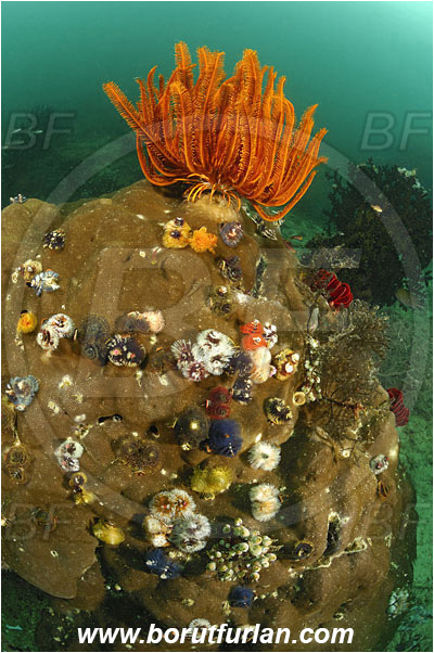 Triton bay, Papua, Indonesia, Crinoid, Crinoidea, Feather star, Echinodermata, Echinoderm, Reef, Spirobranchus giganteus, Spirobranchus, Serpulidae, Polychaeta, Annelid, Christmas-Tree Worm, Worm