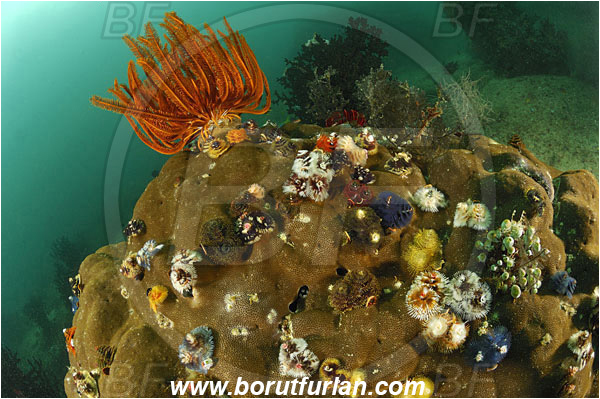 Triton bay, Papua, Indonesia, Crinoid, Crinoidea, Feather star, Echinodermata, Echinoderm, Reef, Spirobranchus giganteus, Spirobranchus, Serpulidae, Polychaeta, Annelid, Christmas-Tree Worm, Worm