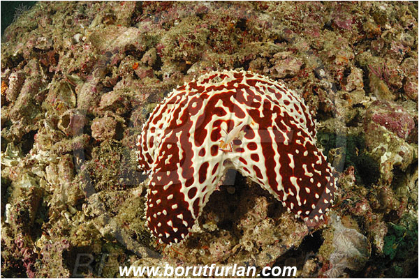Triton bay, Papua, Indonesia, Euretaster cribrosus, Euretaster, Pterasteridae, Asteroidea, Echinodermata, Echinoderm, Starfish, Periclimenes imperator, Periclimenes, Palaemonidae, Decapoda, Emperor Shrimp, Shrimp, Crustacea, Crustacean