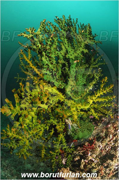 Triton bay, Papua, Indonesia, Tubastraea micrantha, Tubastraea, Dendrophylliidae, Black sun coral, Coral, Anthozoa, Cnidaria, Cnidarian, Reef
