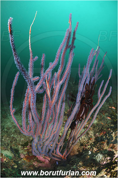 Triton bay, Papua, Indonesia, Ellisella ceratophyta, Ellisella, Ellisellidae, Anthozoa, Cnidaria, Cnidarian, Sea whip, Whip coral, Coral, Reef