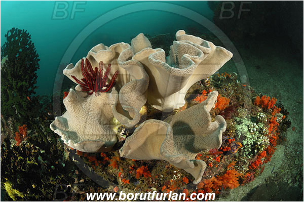 Triton bay, Papua, Indonesia, Sarcophyton sp., Sarcophyton, Alcyoniidae, Anthozoa, Cnidaria, Cnidarian, Mushroom Leather Coral, Leather Coral, Coral, Reef
