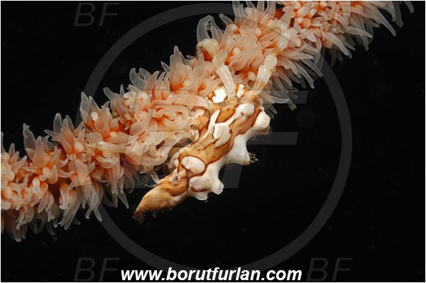 Triton bay, Papua, Indonesia, Xenocarcinus tuberculatus, Xenocarcinus, Epialtidae, Decapoda, Whip Coral Spider Crab, Crab, Crustacea, Crustacean
