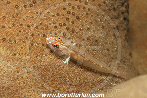 Triton bay, Papua, Indonesia, Trimma sp., Trimma, Goby, Gobiidae, Fish