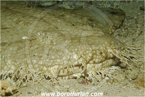 Triton bay, Papua, Indonesia, Eucrossorhinus dasypogon, Eucrossorhinus, Orectolobidae, Elasmobranchii, Tasselled wobbegong, Shark, Portrait, Fish
