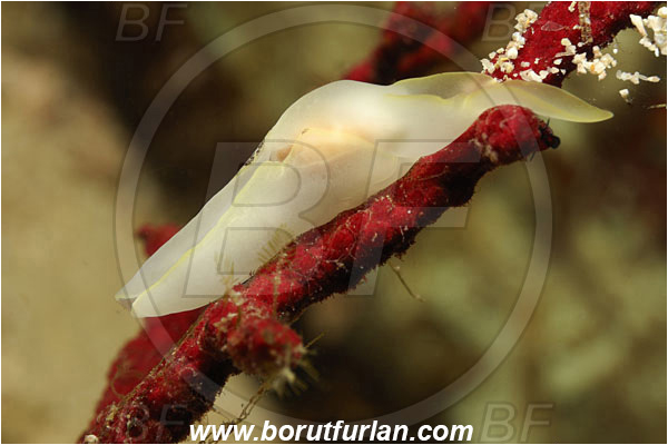 Triton bay, Papua, Indonesia, Chelidonura electra, Chelidonura, Aglajidae, Headshield Slug, Nudibranch, Sea slug, Gastropoda, Mollusca, Mollusc