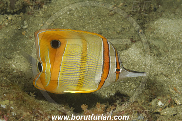 Kaimana, Papua, Indonesia, Chelmon rostratus, Chelmon, Chaetodontidae, Copperband butterflyfish, Butterflyfish, Fish