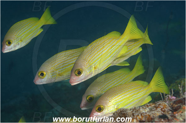Kaimana, Papua, Indonesia, Lutjanus rufolineatus, Lutjanus, Lutjanidae, Yellow-lined snapper, Snapper, Fish