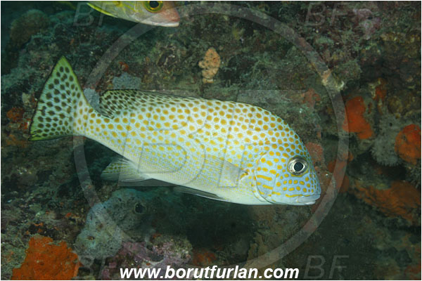Kaimana, Papua, Indonesia, Diagramma pictum, Diagramma, Haemulidae, Painted sweetlips, Sweetlips, Fish