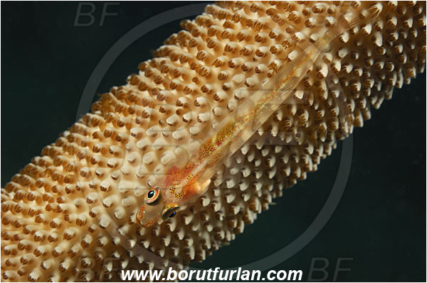 Kaimana, Papua, Indonesia, Bryaninops sp., Bryaninops, Goby, Gobiidae, Fish