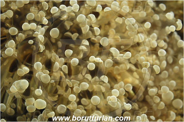 Triton bay, Papua, Indonesia, Euphyllia sp., Euphyllia, Euphylliidae, Anthozoa, Cnidaria, Cnidarian, Euphyllia coral, Coral, Abstract