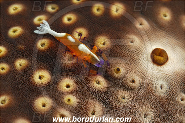 Kaimana, Papua, Indonesia, Periclimenes imperator, Periclimenes, Palaemonidae, Decapoda, Emperor Shrimp, Shrimp, Crustacea, Crustacean