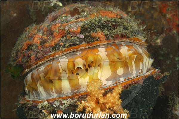 Kaimana, Papua, Indonesia, Spondylus varius, Spondylus, Spondylidae, Bivalvia, Mollusca, Mollusc, Thorny oyster, Oyster, Shell