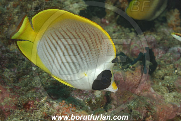 Kaimana, Papua, Indonesia, Chaetodon adiergastos, Chaetodon, Chaetodontidae, Philippine butterflyfish, Butterflyfish, Fish