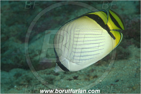 Kaimana, Papua, Indonesia, Chaetodon vagabundus, Chaetodon, Chaetodontidae, Vagabond butterflyfish, Butterflyfish, Fish
