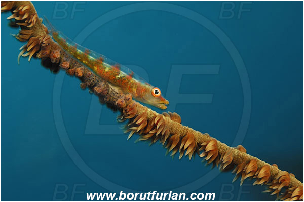 Fish, Ghost goby, Gobiidae, Goby, Indonesia, Kaimana, Papua, Pleurosicya, Pleurosicya mossambica