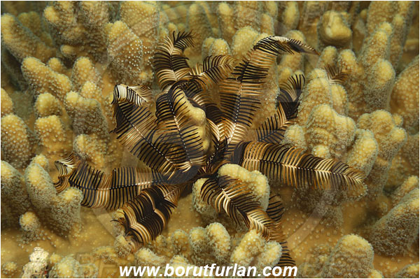 Kaimana, Papua, Indonesia, Petasometra clarae, Petasometra, Colobometridae, Crinoid, Crinoidea, Feather star, Echinodermata, Echinoderm
