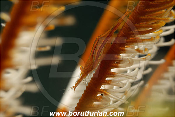 Fak Fak, Papua, Indonesia, Laomenes amboinensis, Laomenes, Palaemonidae, Ambon Crinoid Shrimp, Shrimp, Decapoda, Crustacea, Crustacean