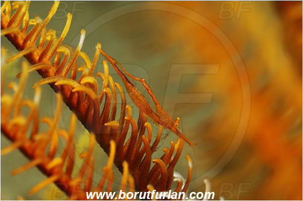 Fak Fak, Papua, Indonesia, Laomenes amboinensis, Laomenes, Palaemonidae, Ambon Crinoid Shrimp, Shrimp, Decapoda, Crustacea, Crustacean