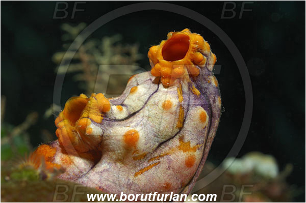 Fak Fak, Papua, Indonesia, Polycarpa aurata, Polycarpa, Styelidae, Tunicata, Golden Sea Squirt, Tunicate