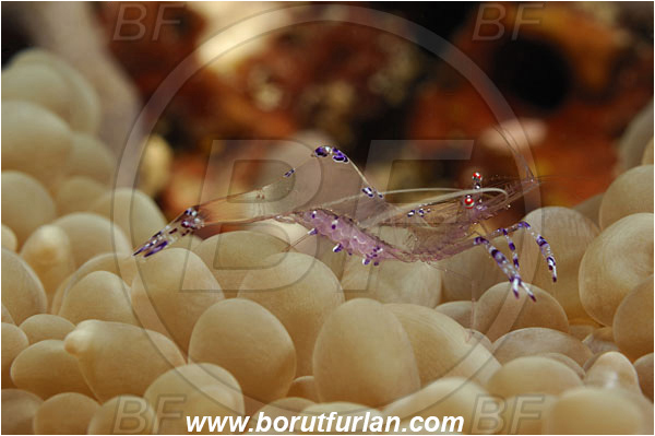 Fak Fak, Papua, Indonesia, Ancylomenes tosaensis, Ancylomenes, Palaemonidae, Decapoda, Cleaner Shrimp, Shrimp, Crustacea, Crustacean