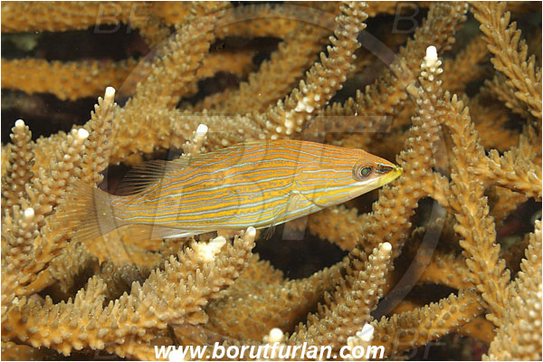 Fak Fak, Papua, Indonesia, Anyperodon leucogrammicus, Anyperodon, Serranidae, Slender Grouper, Grouper, Fish, Juvenile