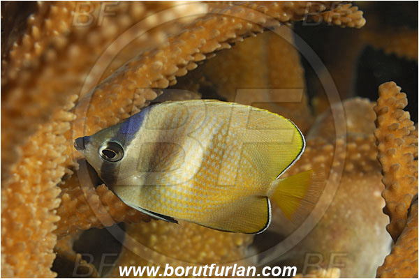 Fak Fak, Papua, Indonesia, Chaetodon kleinii, Chaetodon, Chaetodontidae, Sunburst butterflyfish, Butterflyfish, Fish