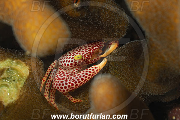 Fak Fak, Papua, Indonesia, Trapezia rufopunctata, Trapezia, Trapeziidae, Decapoda, Coral Crab, Crab, Crustacea, Crustacean