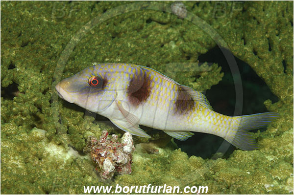 Fak Fak, Papua, Indonesia, Parupeneus trifasciatus, Parupeneus, Mullidae, Doublebar Goatfish, Goatfish, Fish