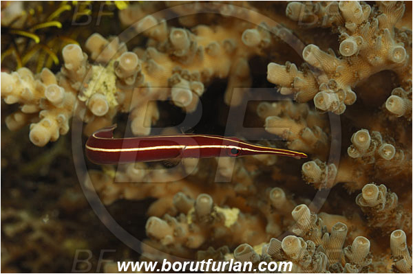 Fak Fak, Papua, Indonesia, Diademichthys lineatus, Diademichthys, Gobiesocidae, Yellow Stripe Clingfish, Clingfish, Fish