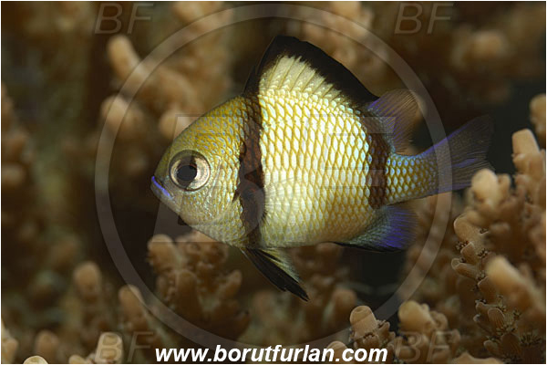 Fak Fak, Papua, Indonesia, Dascyllus reticulatus, Dascyllus, Pomacentridae, Reticulated Damselfish, Damselfish, Fish