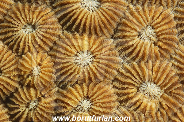 Fak Fak, Papua, Indonesia, Diploastrea heliopora, Diploastrea, Diploastreidae, Honeycomb coral, Coral, Anthozoa, Cnidaria, Cnidarian, Abstract